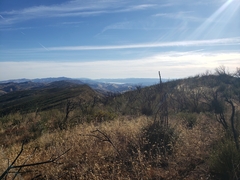 Centaurea melitensis
