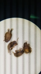 Chrysomeloidea