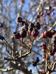Crataegus monogyna