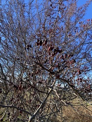Crataegus monogyna