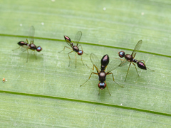 Dicranosepsis