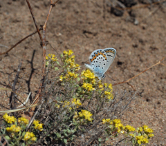 Plebejus argyrognomon
