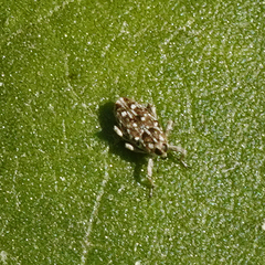 Cylindrocopturus adspersus