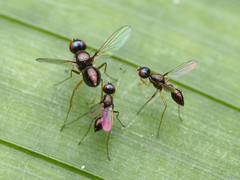 Dicranosepsis