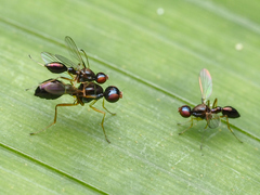 Dicranosepsis