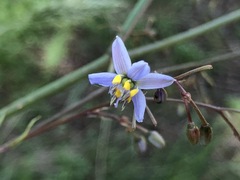 Dianella