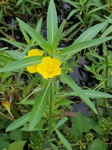Ludwigia grandiflora iNat (1)
