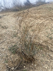 Stillingia linearifolia