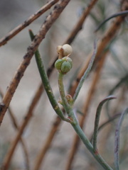 Stillingia linearifolia