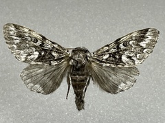 Panthea acronyctoides