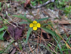 Ludwigia linearis