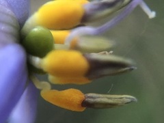 Dianella