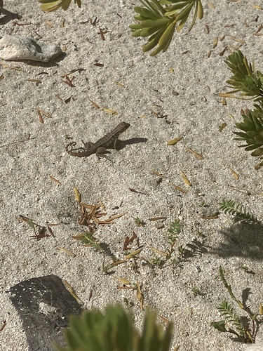 Cayman Curlytail