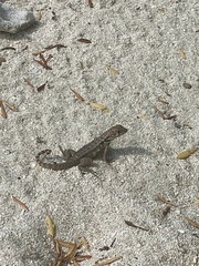 Leiocephalus carinatus