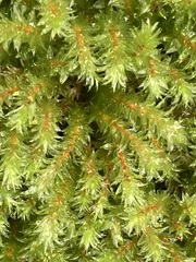 Ptychomnion aciculare