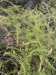 Gleichenia dicarpa