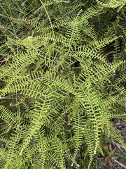 Gleichenia dicarpa