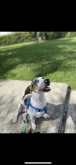 Canis familiaris