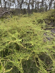 Gleichenia dicarpa