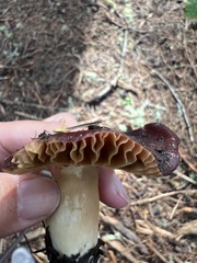 Cortinarius ohlone