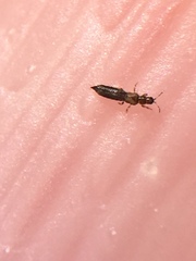 Stenchaetothrips martini