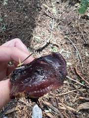 Cortinarius ohlone