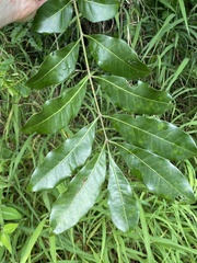 Dysoxylum