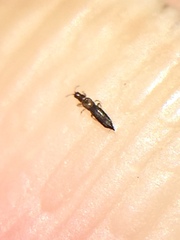 Stenchaetothrips martini