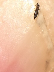 Stenchaetothrips martini