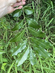 Dysoxylum