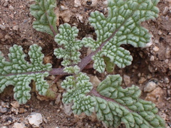 Salvia columbariae