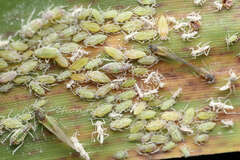 Hyalopterus amygdali