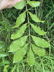 Dysoxylum