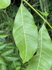 Dysoxylum