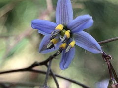 Dianella