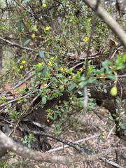 Hibbertia empetrifolia