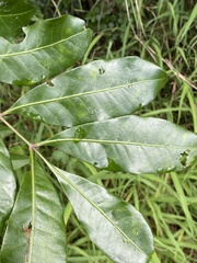 Dysoxylum