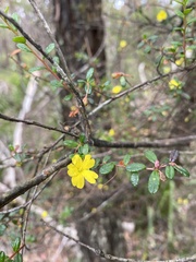 Hibbertia empetrifolia