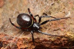 Steatoda cingulata