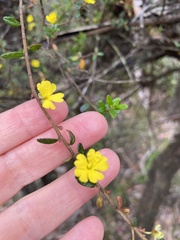 Hibbertia empetrifolia