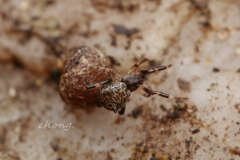 Episinus