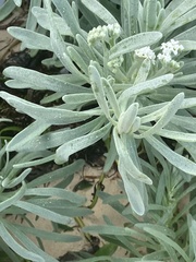 Tournefortia gnaphalodes