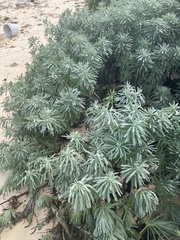 Tournefortia gnaphalodes