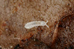 Onychiurinae