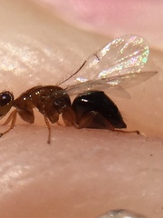 Herodotia subatriventris