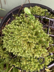 Ptychomnion aciculare