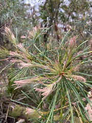 Banksia spinulosa