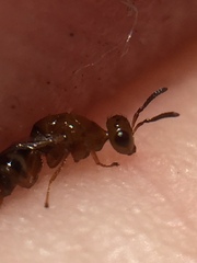 Herodotia subatriventris