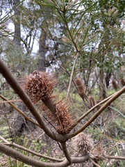 Banksia spinulosa