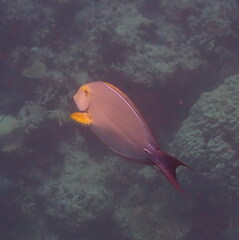 Acanthurus xanthopterus